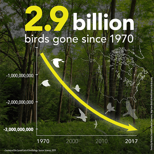 New Study Finds U.S. And Canada Have Lost More Than One In Four Birds In The Past 50 Years