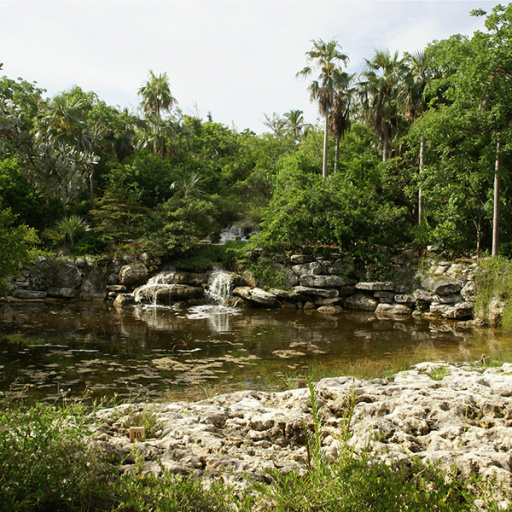 Leon Levy Native Plant Preserve is now a BGCI Accredited Botanic Garden – and the first in the Bahamas!