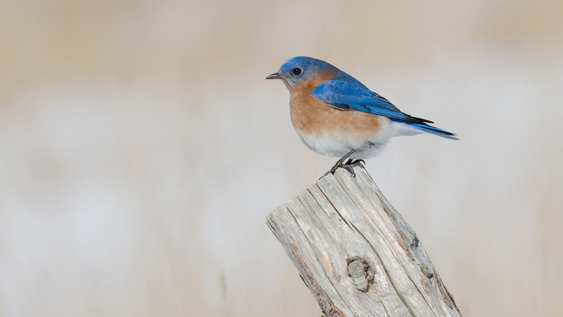 Cornell Chronicle: New maps light up information on birds